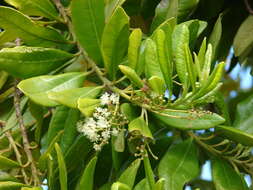 Image of Allspice