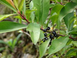 Plancia ëd Ardisia elliptica Thunb.