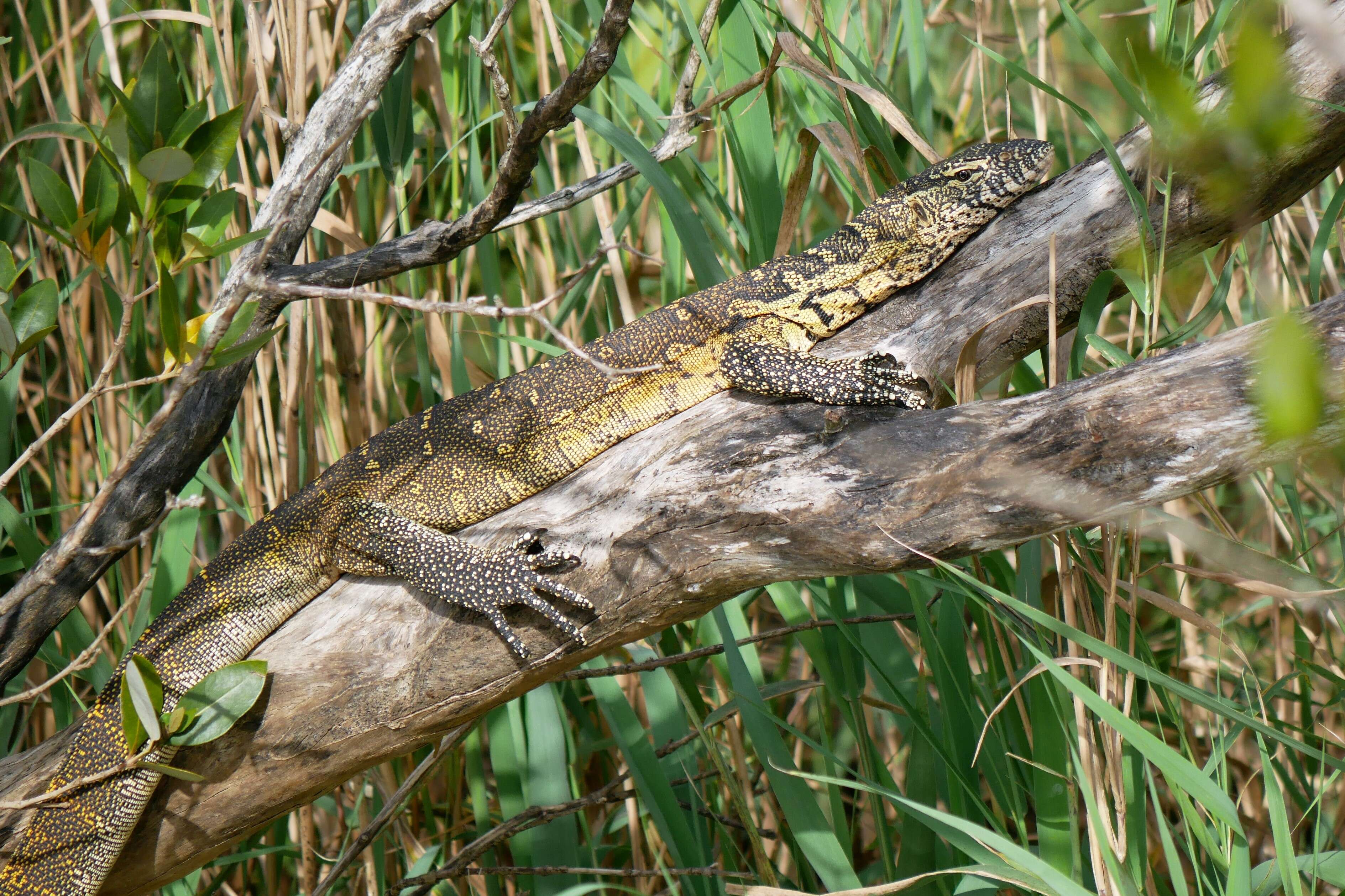 Image of Varanus niloticus