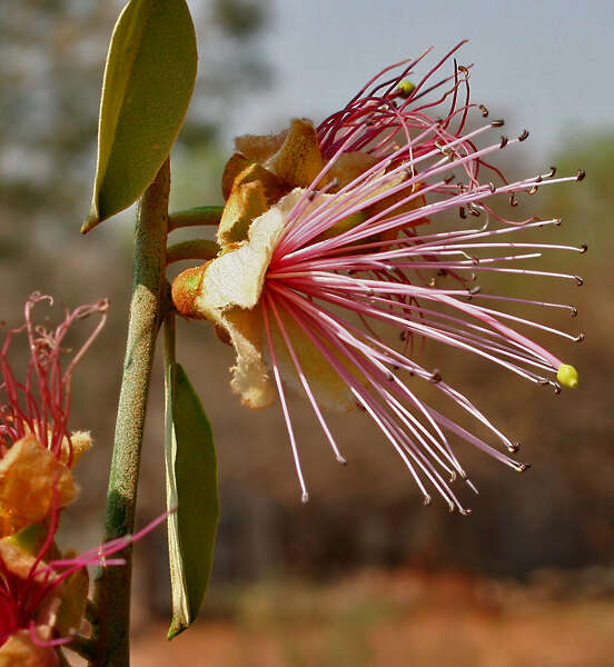 Image of Capparis zeylanica L.