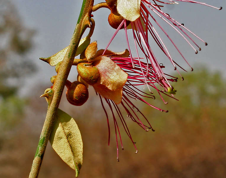 Image of Capparis zeylanica L.