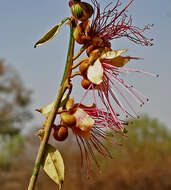 Image of Capparis zeylanica L.