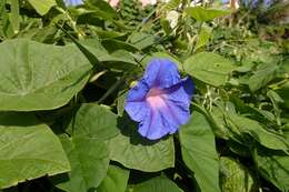 Sivun Ipomoea indica (J. Burman) Merr. kuva