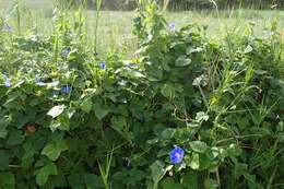 Sivun Ipomoea indica (J. Burman) Merr. kuva