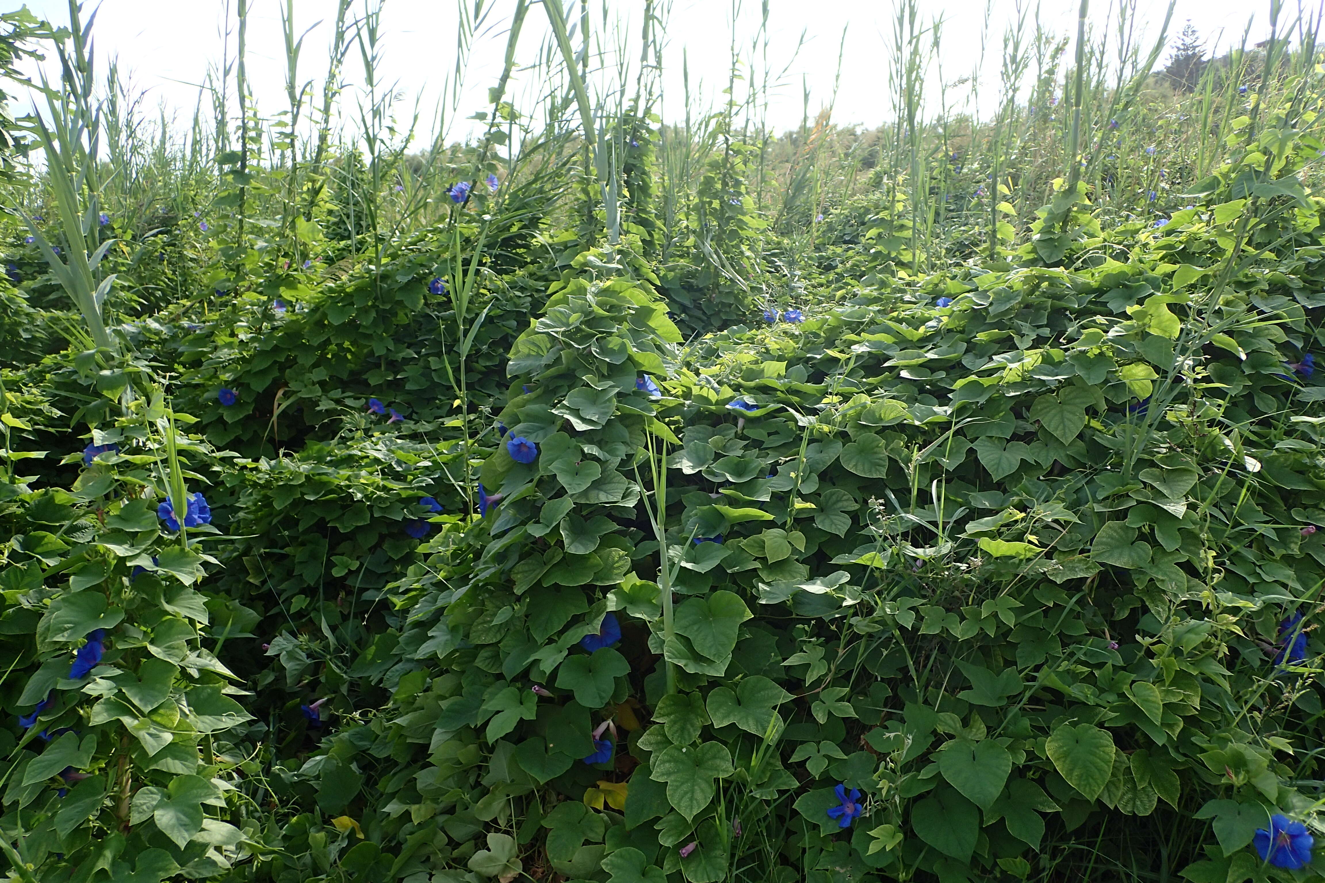 Sivun Ipomoea indica (J. Burman) Merr. kuva