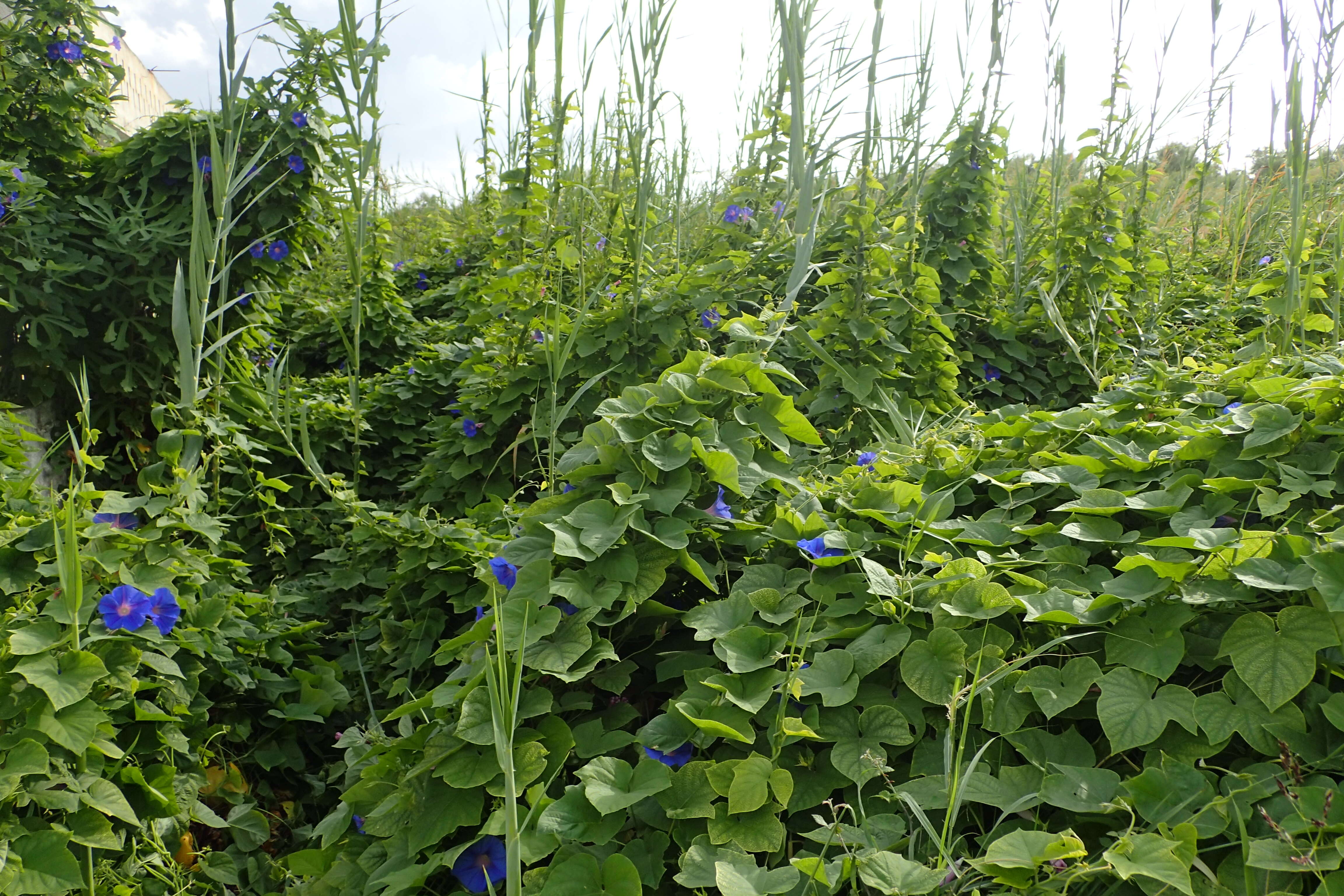 Sivun Ipomoea indica (J. Burman) Merr. kuva