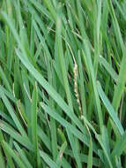 Image of St. Augustine grass