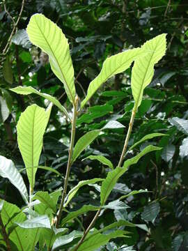 Image of loquat