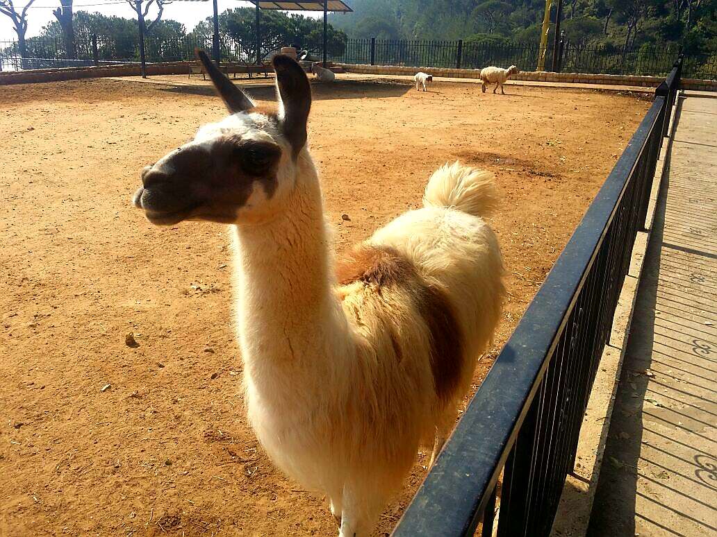 Image of llama