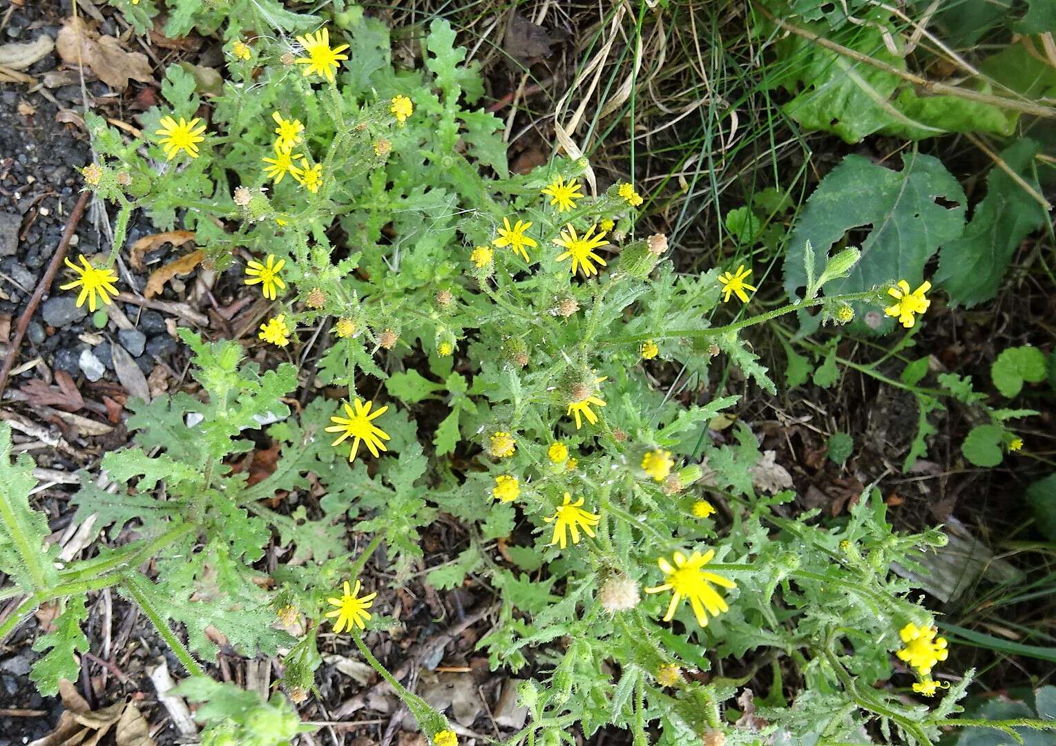 Image of sticky groundsel