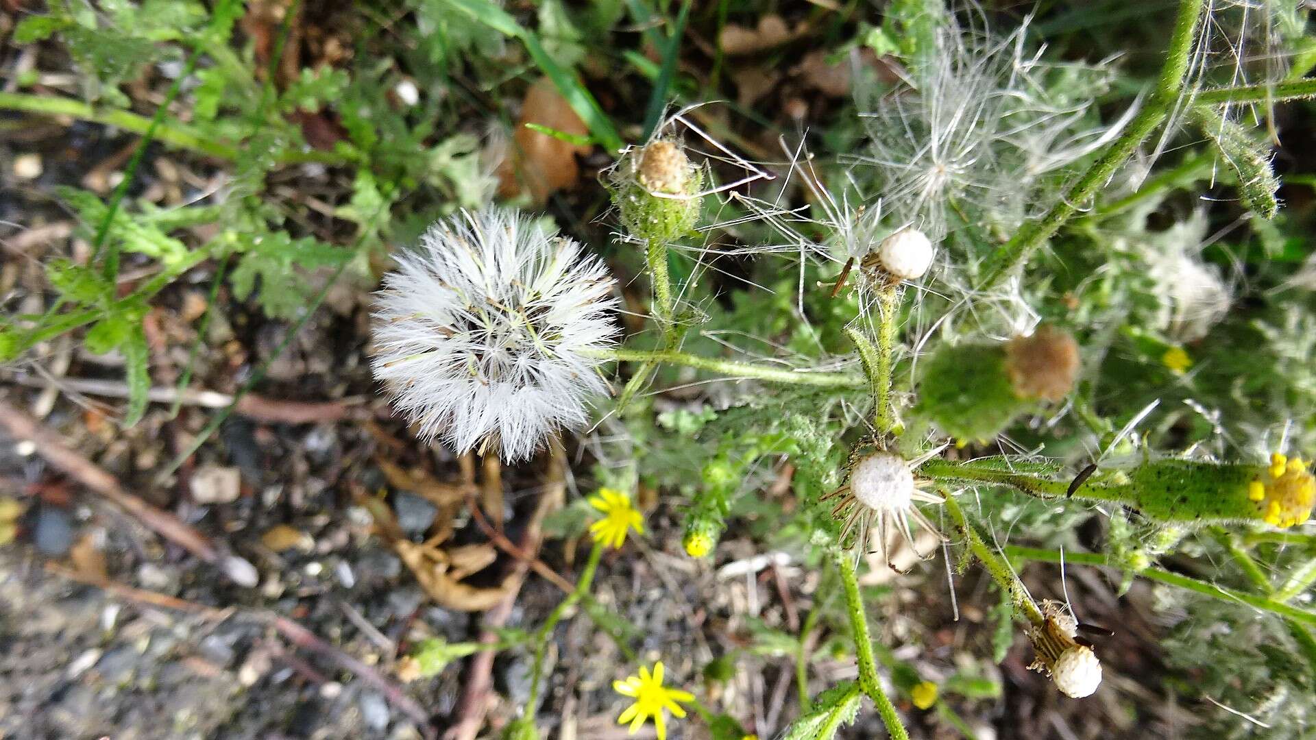 Senecio viscosus L. resmi