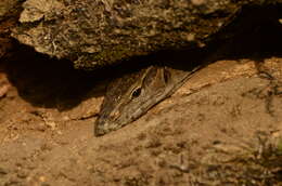 Image of Bengal Monitor Lizard