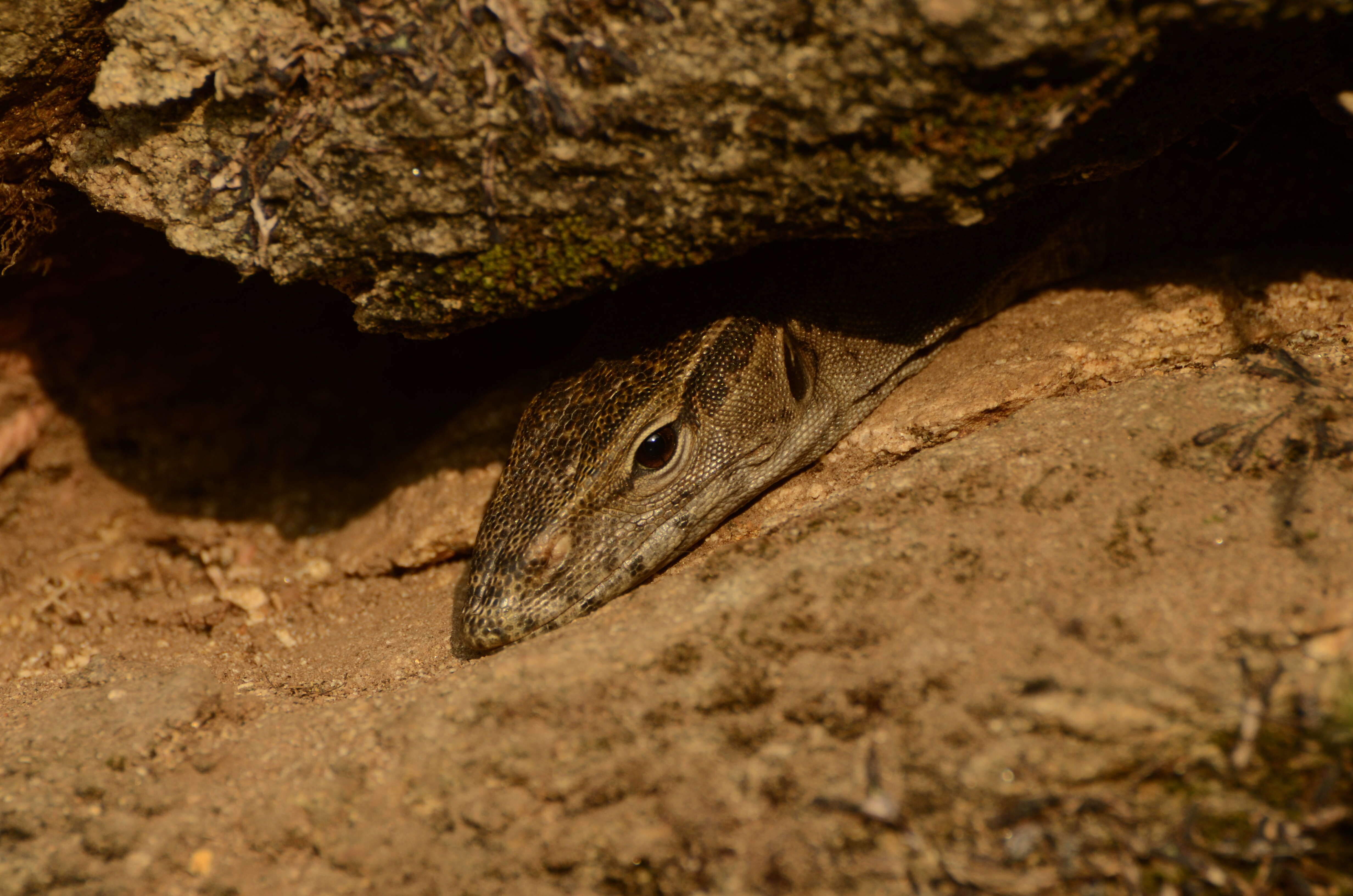 Image of Bengal Monitor Lizard