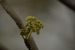 Image of Gyrocarpus americanus Jacq.