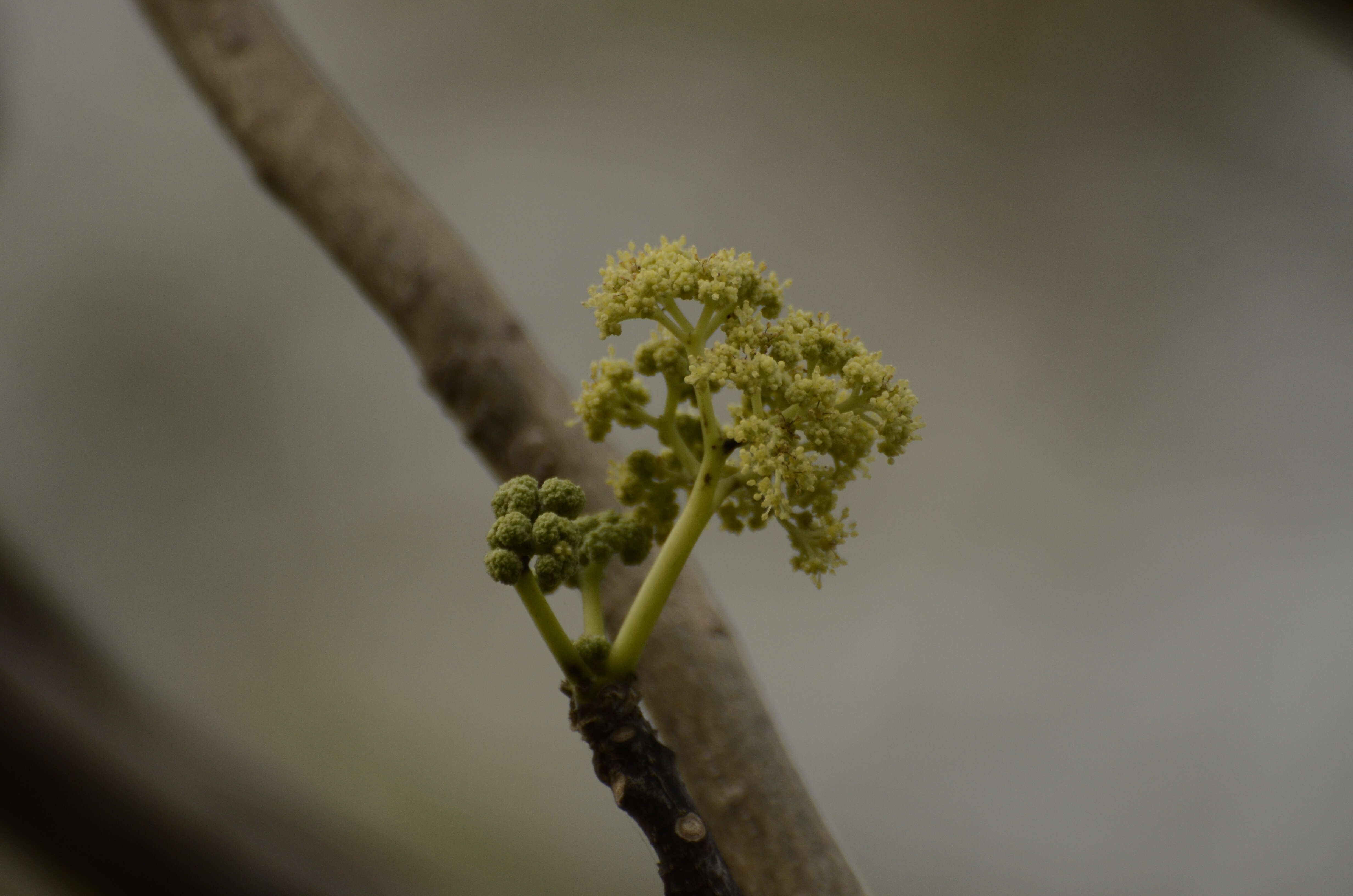 Image of Gyrocarpus americanus Jacq.