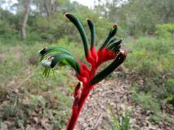 Image of Kangaroo Paw