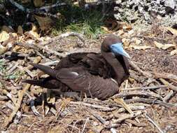 Image of Brown Booby