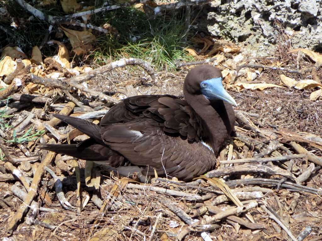 Image of Brown Booby