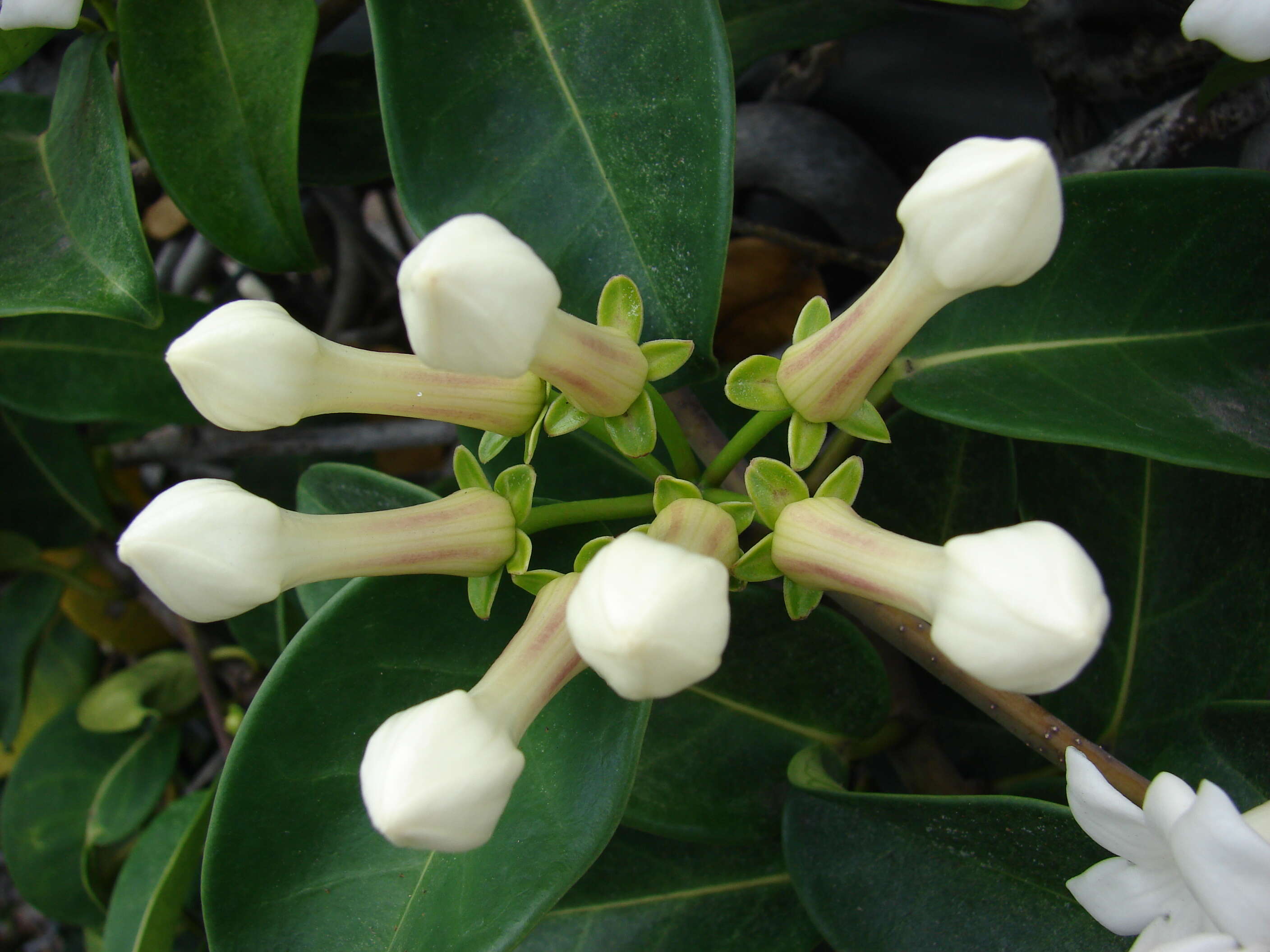 Image of Stephanotis floribunda Brongn.