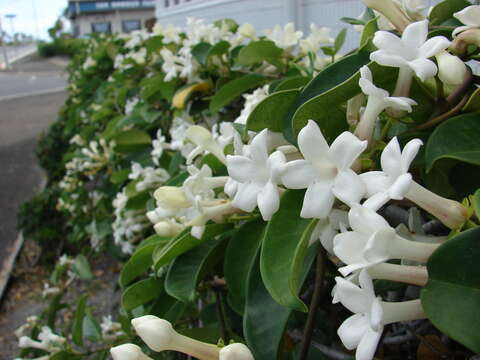 Image of Stephanotis floribunda Brongn.