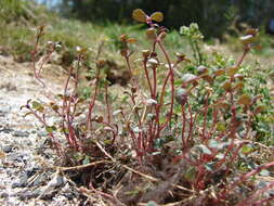 Image de Euphorbia prostrata Aiton