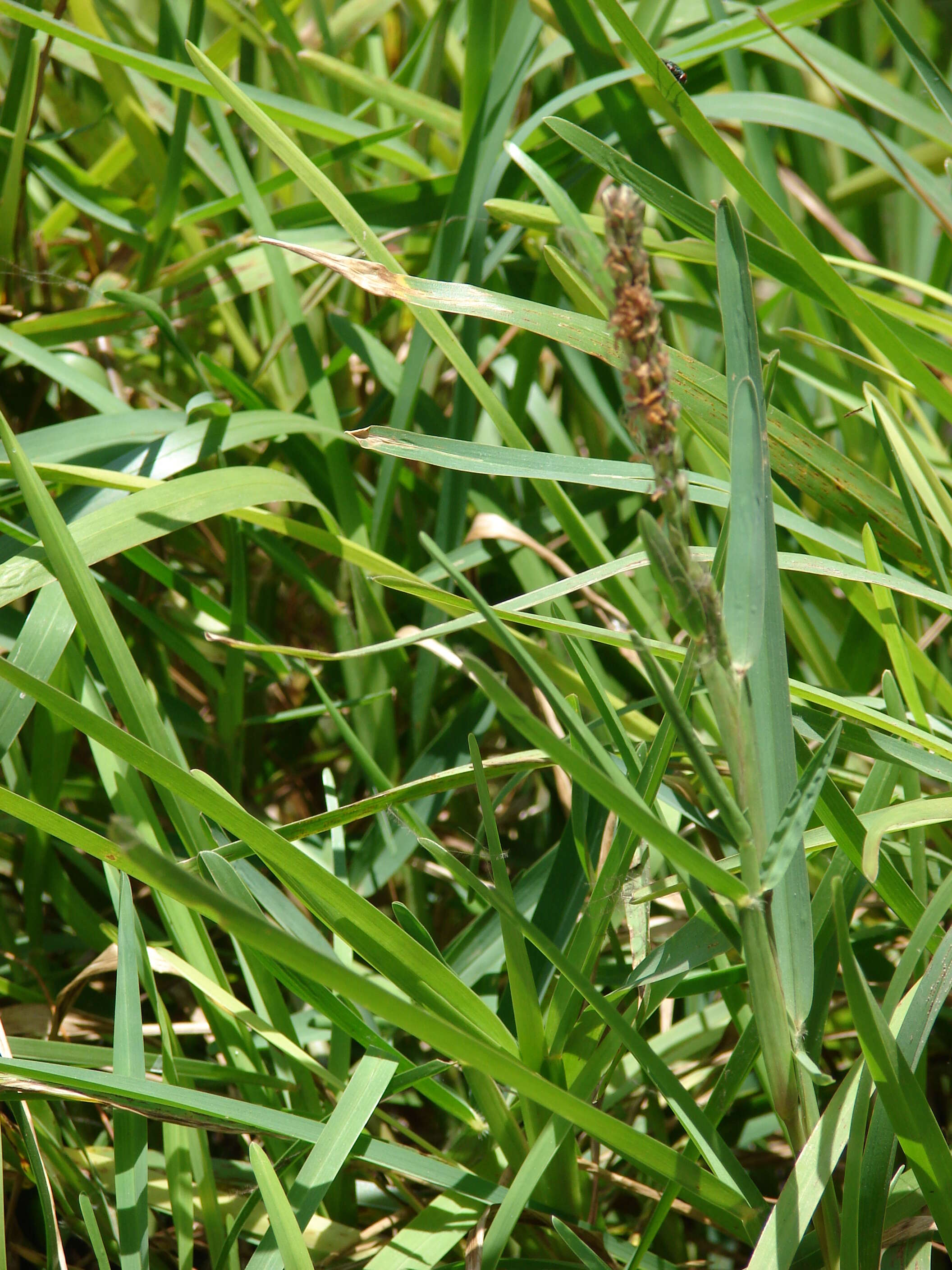 Image of St. Augustine grass