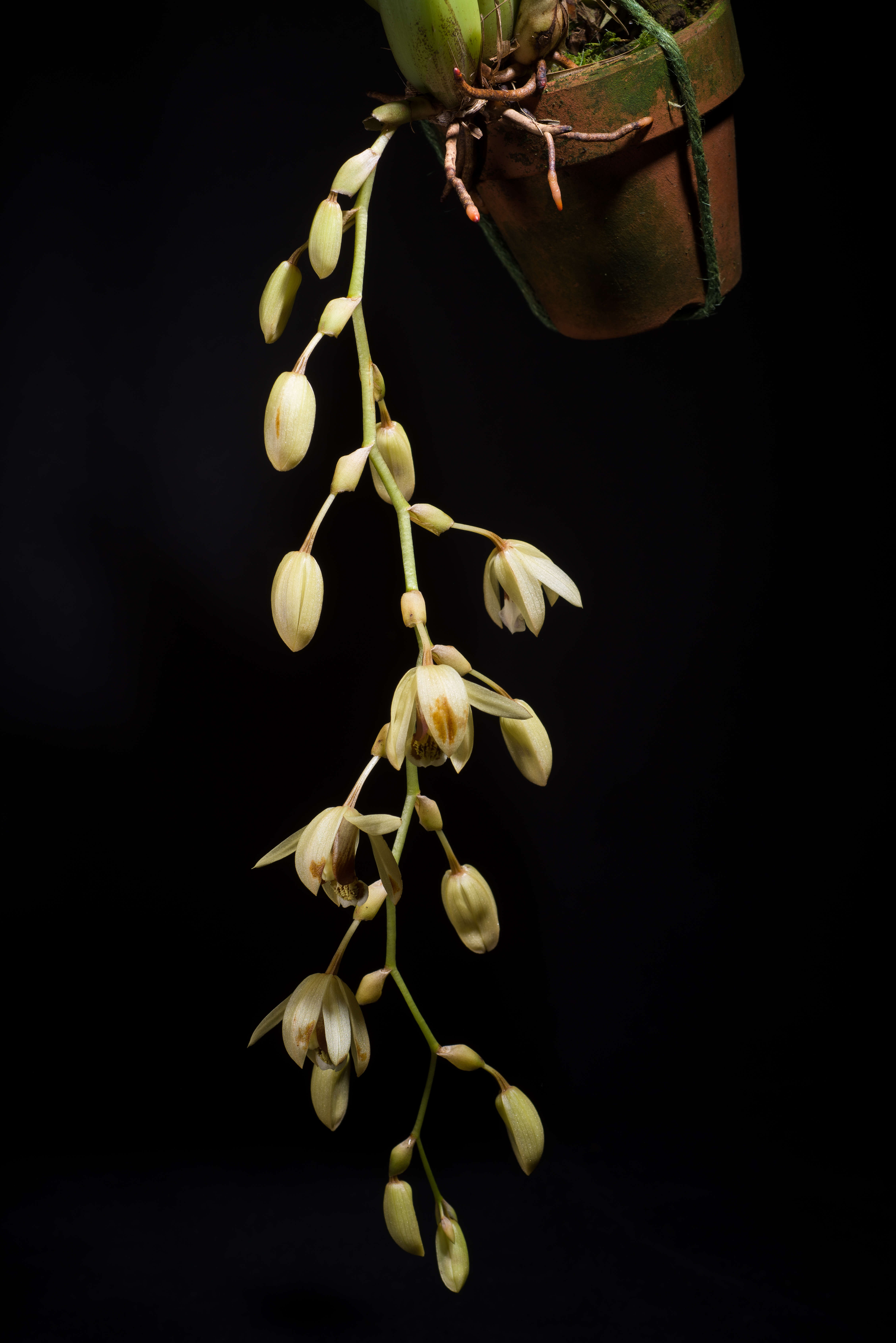 Image of Coelogyne tomentosa Lindl.