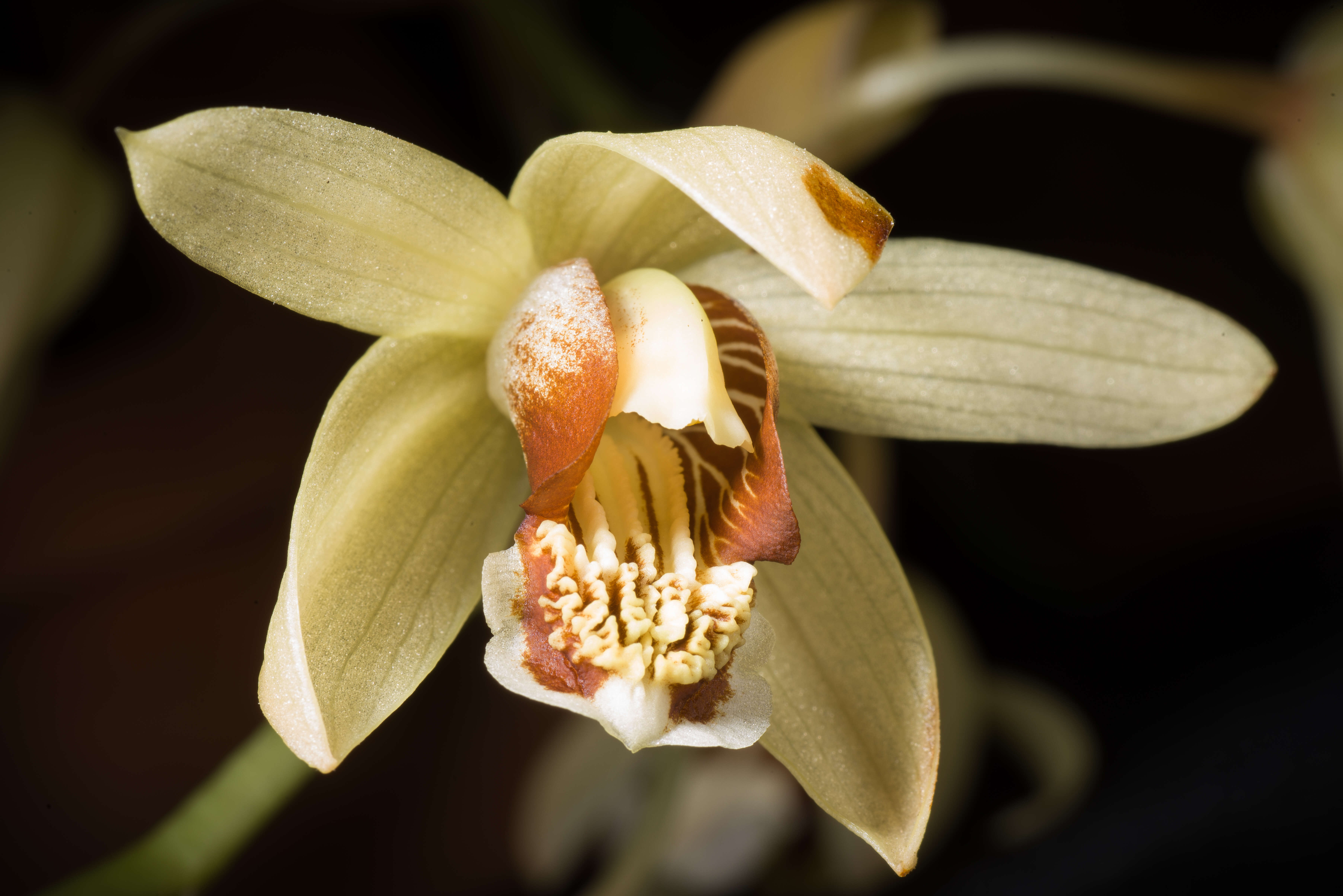 Image of Coelogyne tomentosa Lindl.