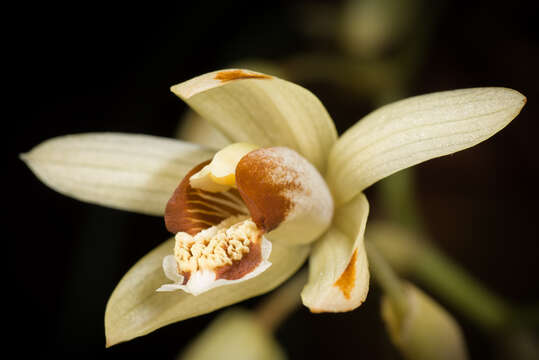 Image of Coelogyne tomentosa Lindl.