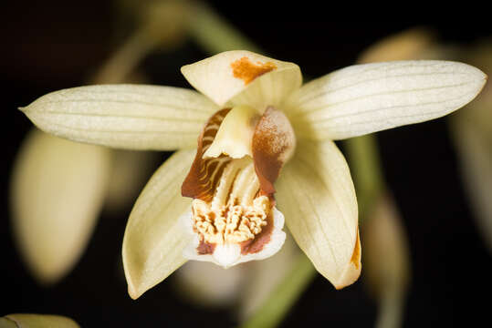 Image of Coelogyne tomentosa Lindl.