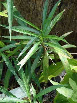 Image of Linear-Leaf Wild Petunia