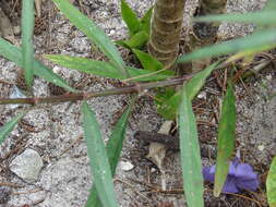 Image de Ruellia simplex Wright