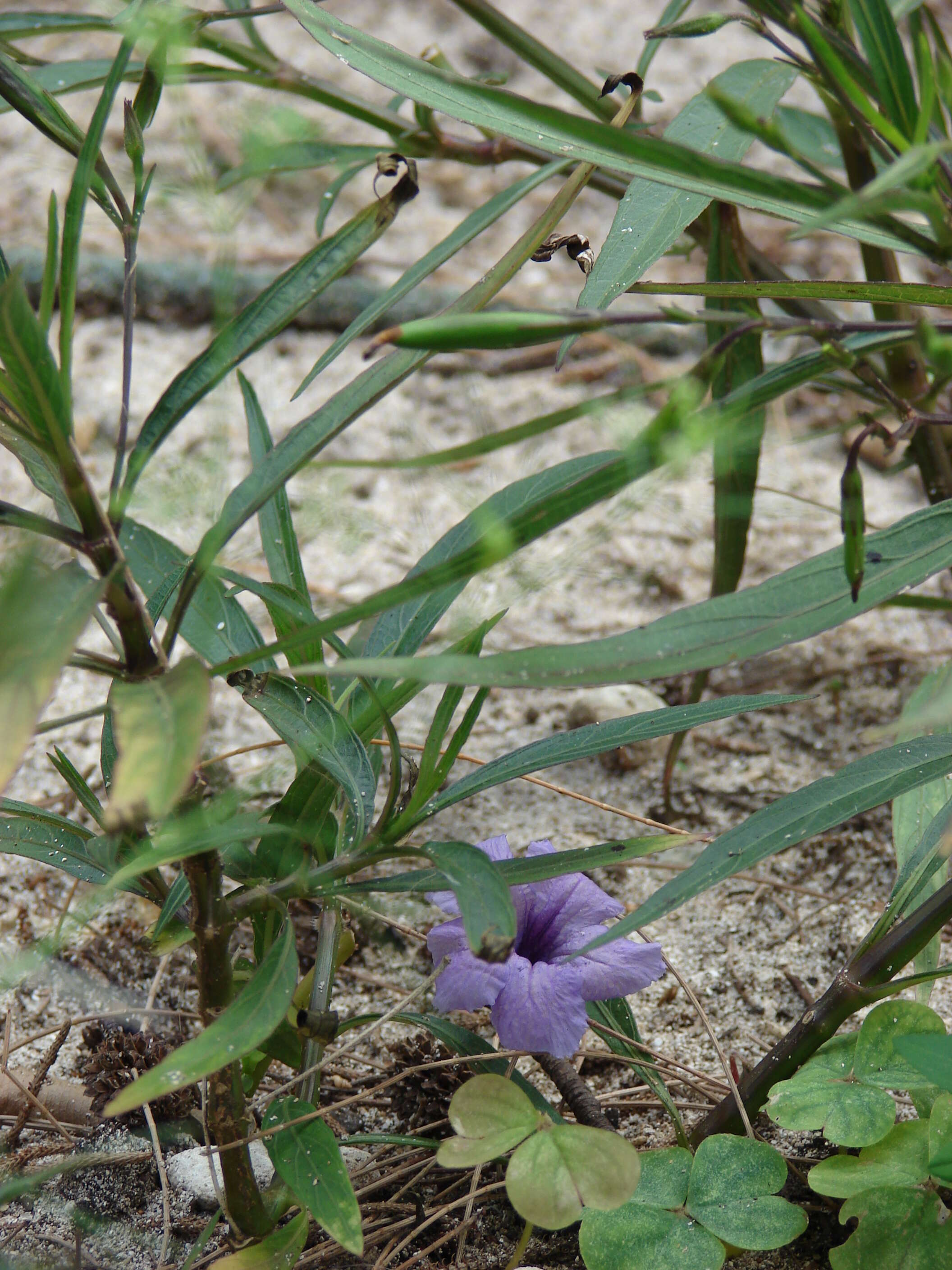 Image de Ruellia simplex Wright