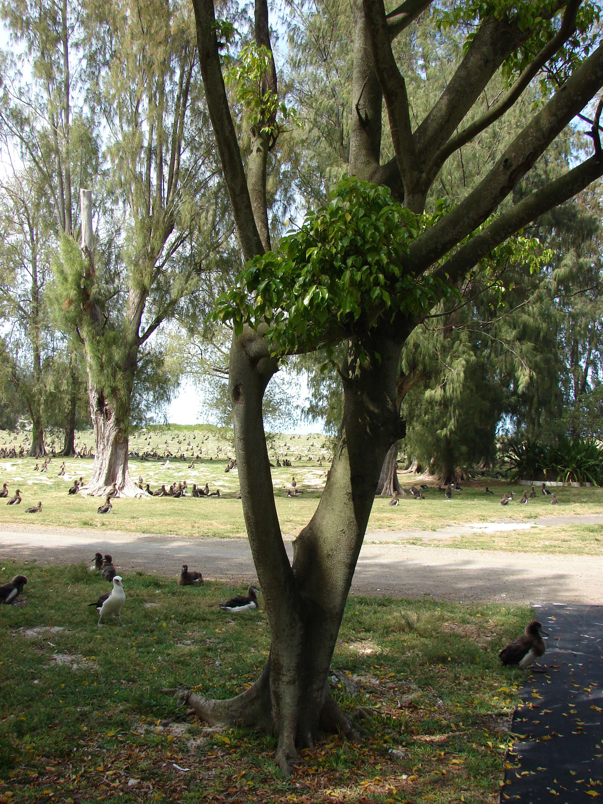 Image of weeping fig