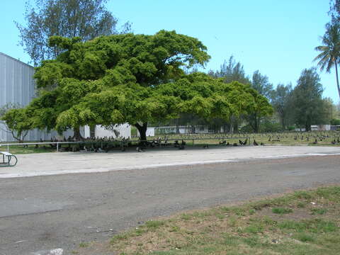 Imagem de Ficus benjamina L.