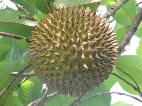 Image of annona