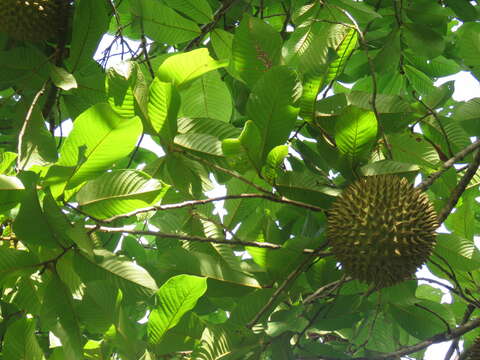 Image of annona