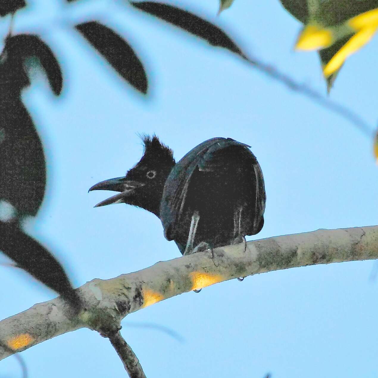 Image of Amazonian Umbrellabird