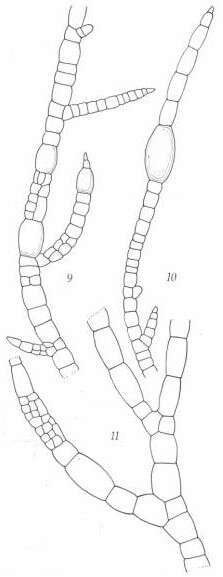 Zosterocarpus abyssicola W. R. Taylor 1945 resmi