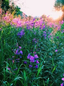 Image of Narrow-Leaf Fireweed