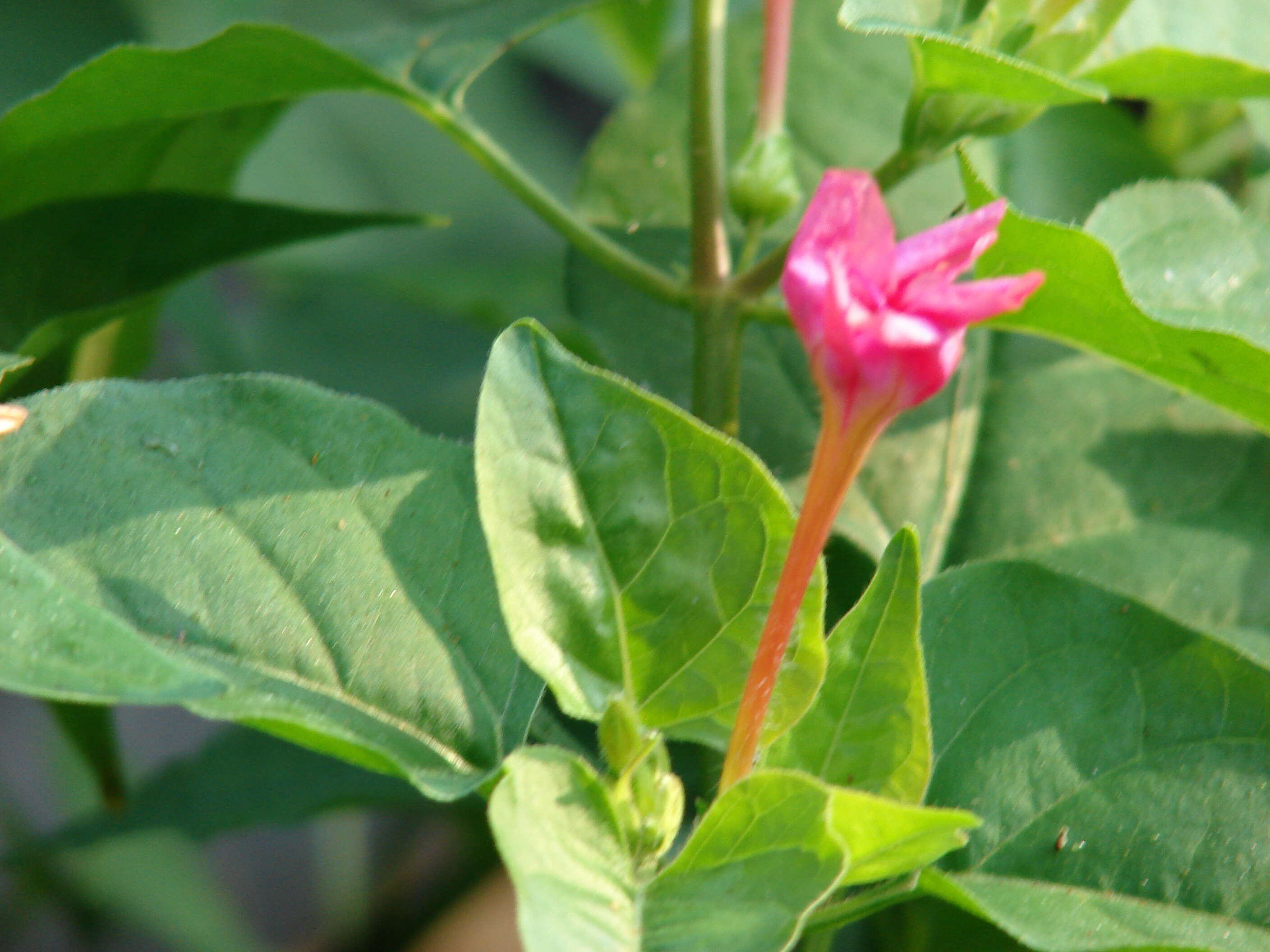 Image of Four o'Clock flower