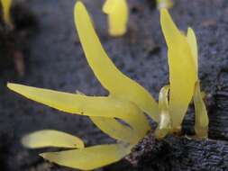 Image of Calocera cornea (Batsch) Fr. 1827