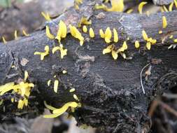 Imagem de Calocera cornea (Batsch) Fr. 1827