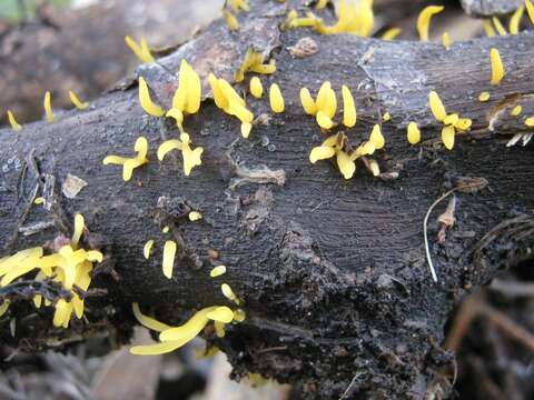 Imagem de Calocera cornea (Batsch) Fr. 1827