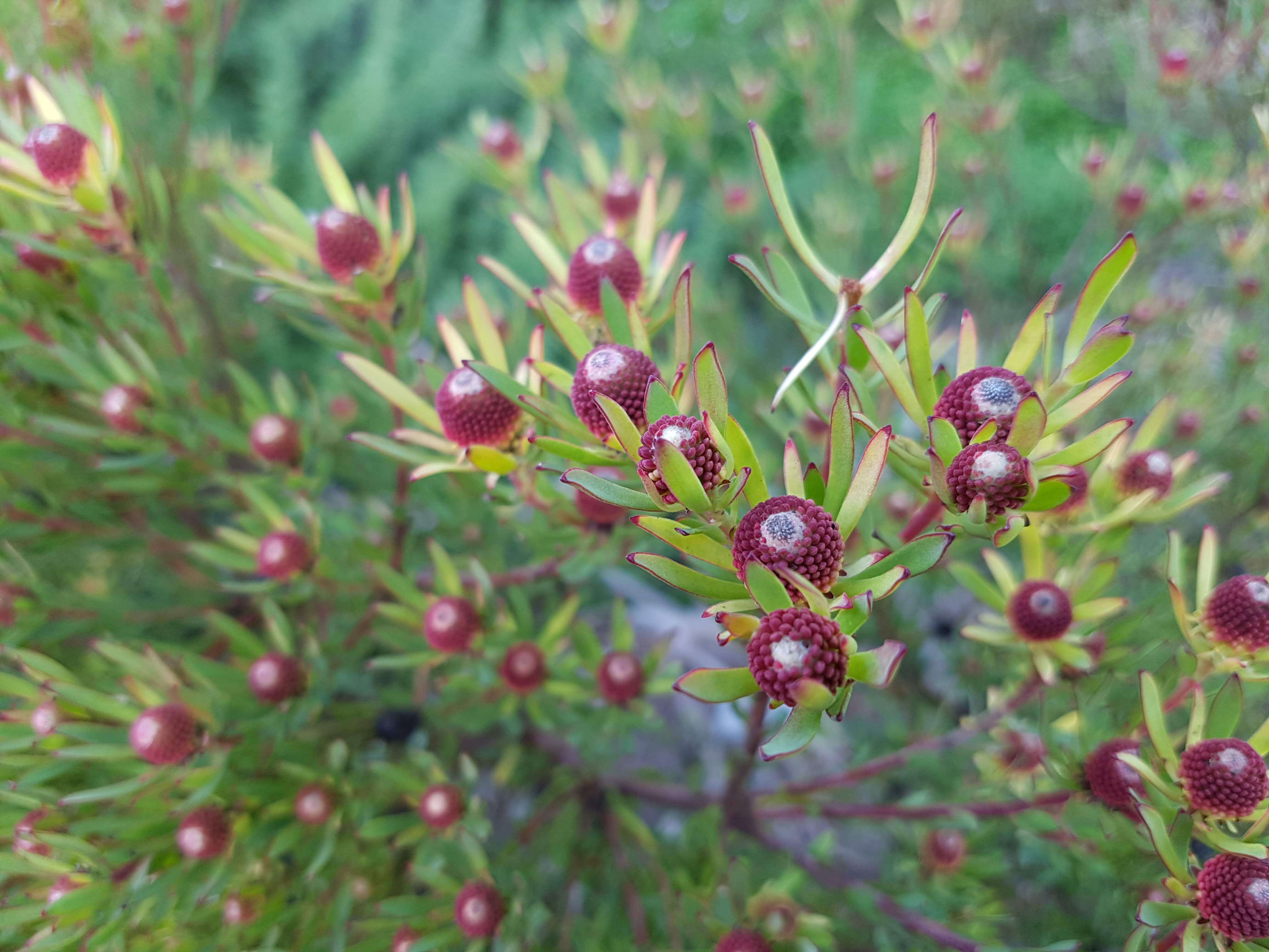 Imagem de Leucadendron