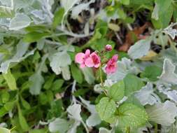 Image of Diascia