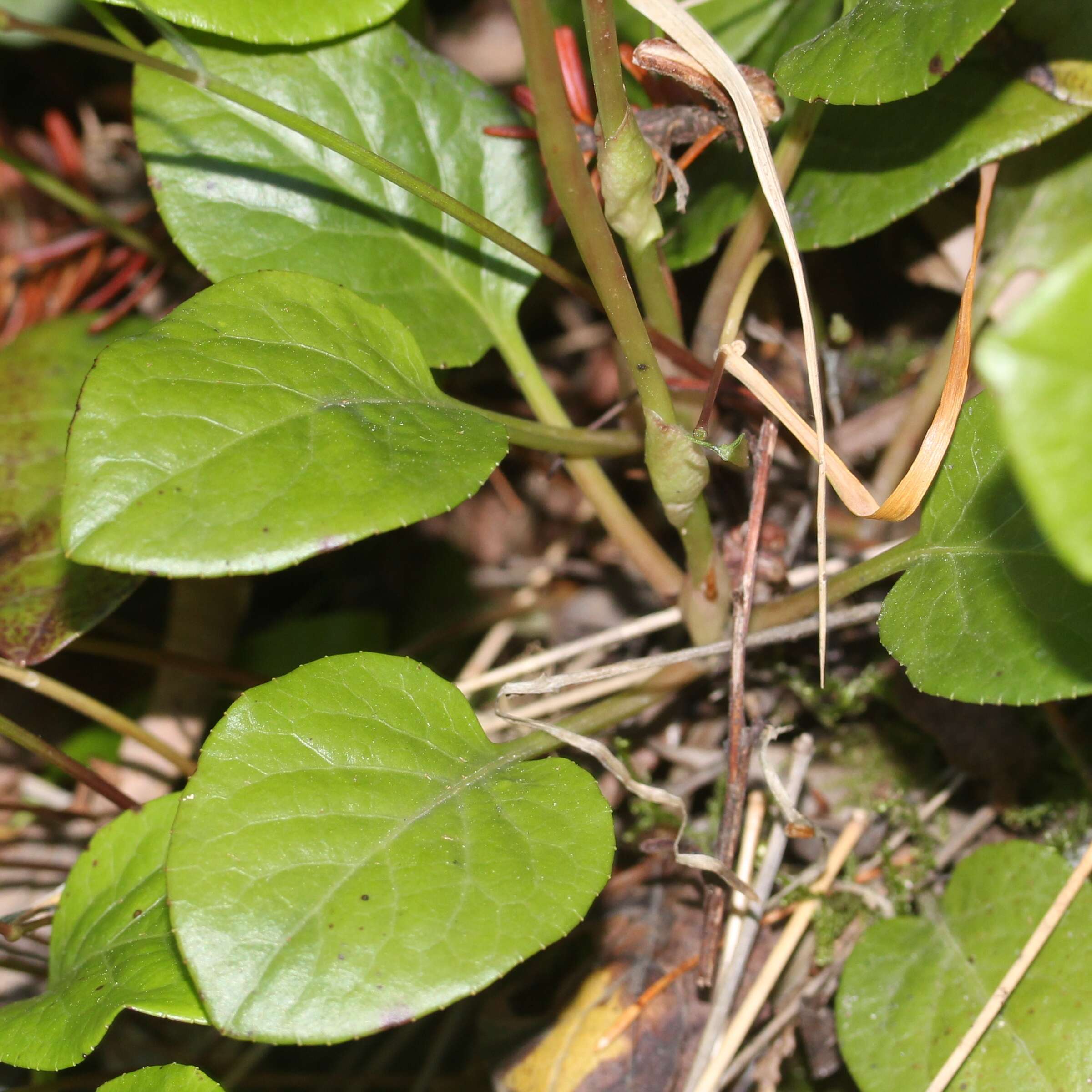 Image de Pyrola asarifolia Michx.