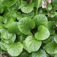 Image de Pyrola asarifolia Michx.