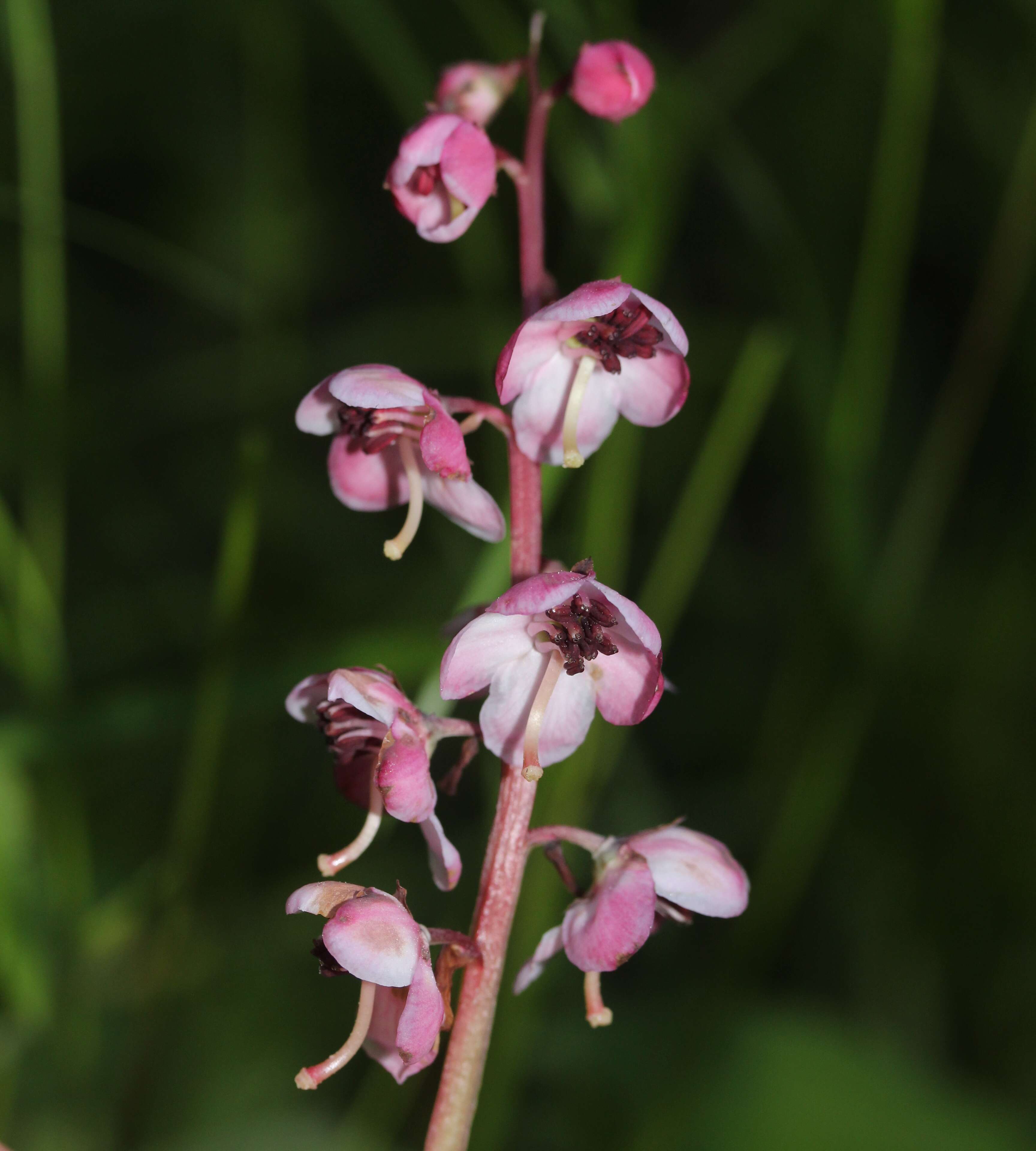 Image de Pyrola asarifolia Michx.