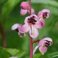 Image de Pyrola asarifolia Michx.